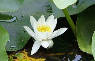 Bu çiçeği koparmanın cezası 557 bin 212 TL