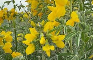 Bu çiçeği koparmanın cezası yarım milyondan...