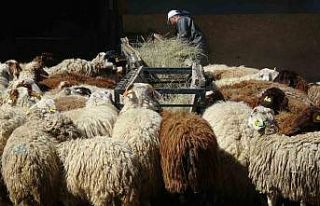 Bunlar da üniversiteli kurbanlıklar