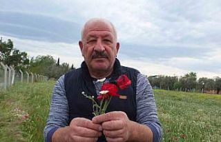 Burhaniye’de tarlalar gelincik açtı