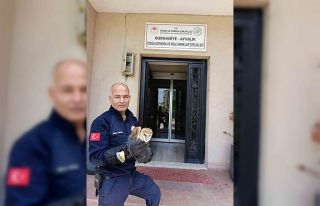 Burhaniye’de yaralı baykuş, milli parklar şefliğine...
