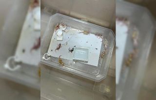 Bursa’da egzotik hayvan ticaretine darbe