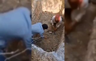 Bursa’da ölen köpekleri mezardan çıkarmaya çalıştılar