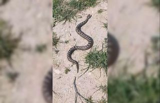 Bursa’da yılan operasyonu