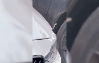 Bursa’da yılan paniği