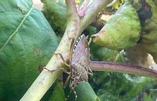 Bursa’da yüzlerce çiftçinin kabusu oldu...Kiraz,...