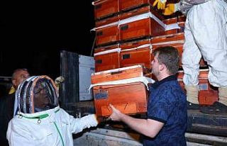 Büyükşehir, tescilli bal üreticilerine 60 adet...