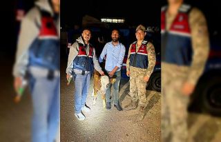 Çalınan 4 büyükbaş hayvan sahibine teslim edildi