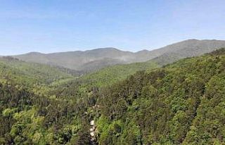 Çanakkale’de ormanlık alanlara giriş yasaklandı