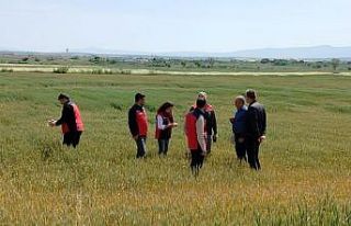 Çanakkale’de üreticilerin ekili dikili alanlarında...