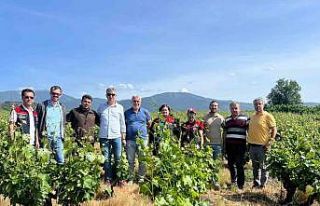 Çanakkale’de yaşanan don sonrası bağlarda saha...