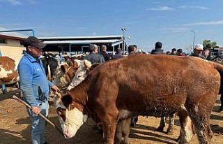 Canlı hayvan pazarlarında kurban hareketliliği...