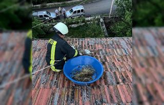 Çatıda mahsur kalan yavru leylekler itfaiye tarafından...