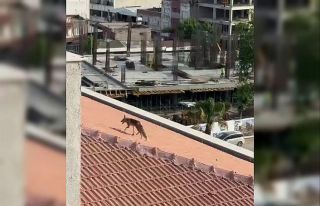 Çatıya çıkan tilki ekipleri harekete geçirdi