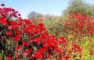 Çay kenarında gelincik güzelliği