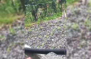 Çay üreticilerine dolu sürprizi