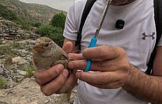 Cehennem Deresi’nde kum kekliği operasyonu