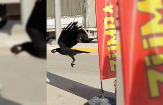 Ceviz çalan karga kameralara yakalandı