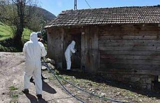 Çiftçinin korkulu rüyası kahverengi kokarca böceğine...