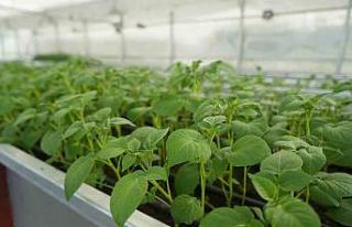 Cipslik yerli patates ’Uğur’ tescillendi