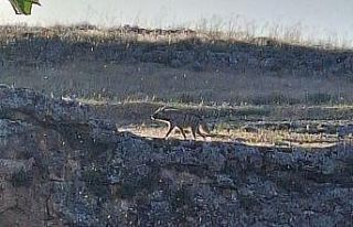 Çizgili sırtlan vatandaşlar tarafından görüntülendi
