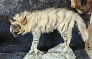 Çizgili sırtlanın tahniti yaptırıldı