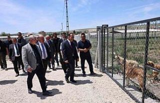 Çorum’da sokak hayvanları için yapılan "Doğal...