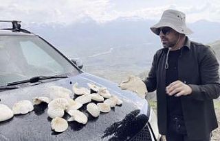 Dağlarda kendiliğinden yetişiyor, kilosu bin 250...