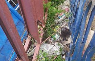 Demir korkuluklara sıkışan köpeği itfaiye ekipleri...