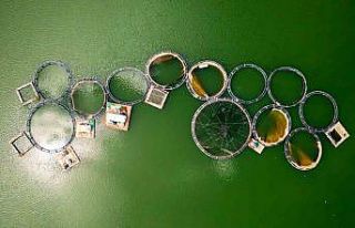 Denizi olmayan Manisa’dan dünya sofralarına somon...