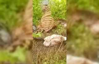 Dere kenarında parçalanmış tek tırnaklı hayvan...