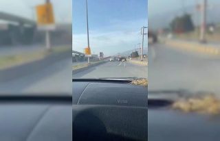 Deve kuşunu trafikte gören vatandaşın şaşkınlık...