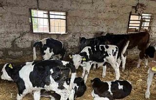 Devlet desteğiyle gelen başarı: 5 büyükbaş hayvanı...