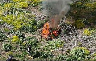 Dicle Nehri kenarında ekilen 100 milyon TL değerinde...
