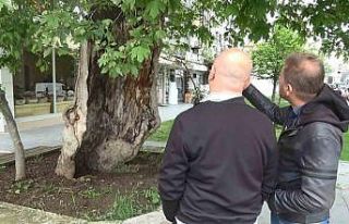 Dış kabuğunun üstünde duran asırlık çınar...