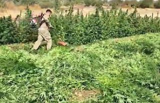 Diyarbakır’da 70 ton toz esrar elde edebilecek...