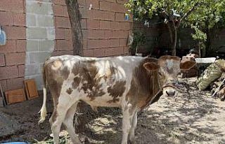 Diyarbakır’da firari buzağı 9 ay sonra sahibine...