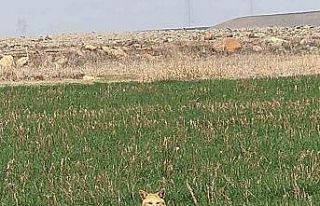 Diyarbakır’da tarlada kurt gören vatandaş cep...