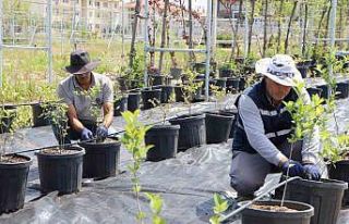 Diyarbakır’da yaban mersini ve aronya üretimi...
