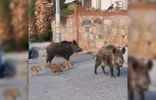 Doğa koruma ekipleri yaban domuzları için harekete...