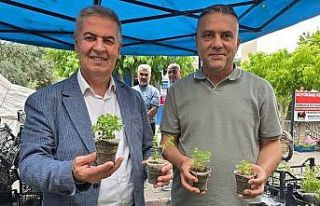 Doğal sivrisinek kovar fesleğenler yoğun ilgi gördü