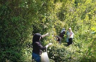 Doğanın şifalı otu ‘kırçan’ın sezonu başladı