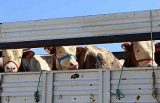 Doğu’da kurbanlık sevkiyatına sıkı denetim