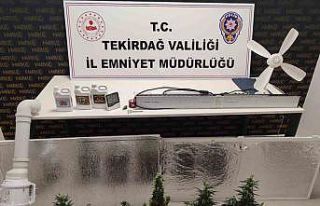 Dolaptan kenevir serası çıktı