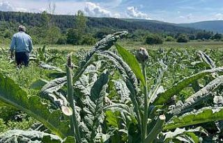 Dünyaca ünlü enginarları hırsızlar hasat etti......