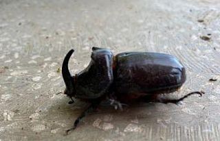 Dünyanın en güçlü böceği Manisa’da bulundu