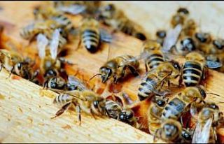 Düzce Üniversitesi’nden uluslararası iş birliği