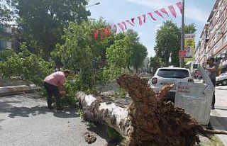 Edirne’de devrilen ağaç yolu trafiğe kapattı