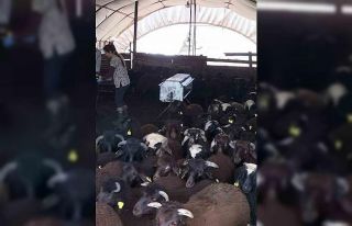 Elazığ’da aşılama ve küpeleme çalışmaları...