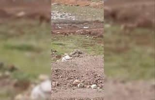 Elazığ’da dağ keçileri görüldü